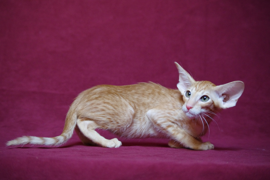 рыжий ориентальный котенок 