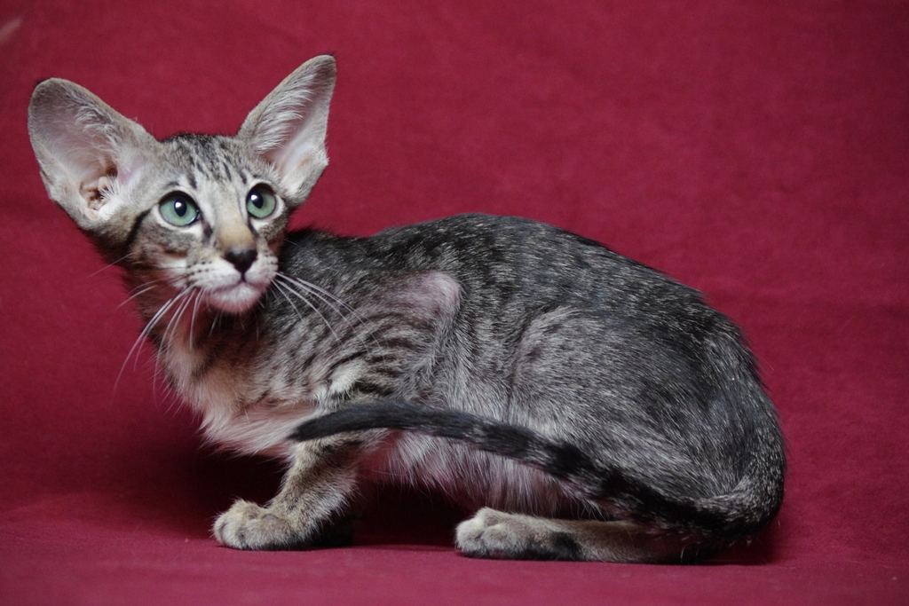  ориентальный котенок 