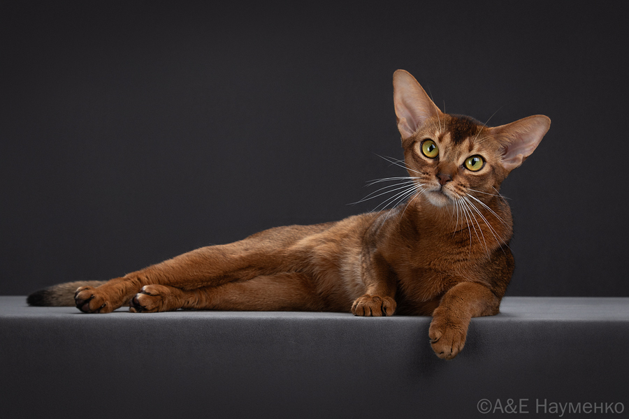 абиссинская кошка