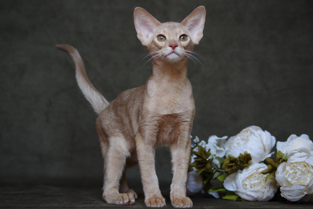 абиссинский котенок Mirrorofsoul