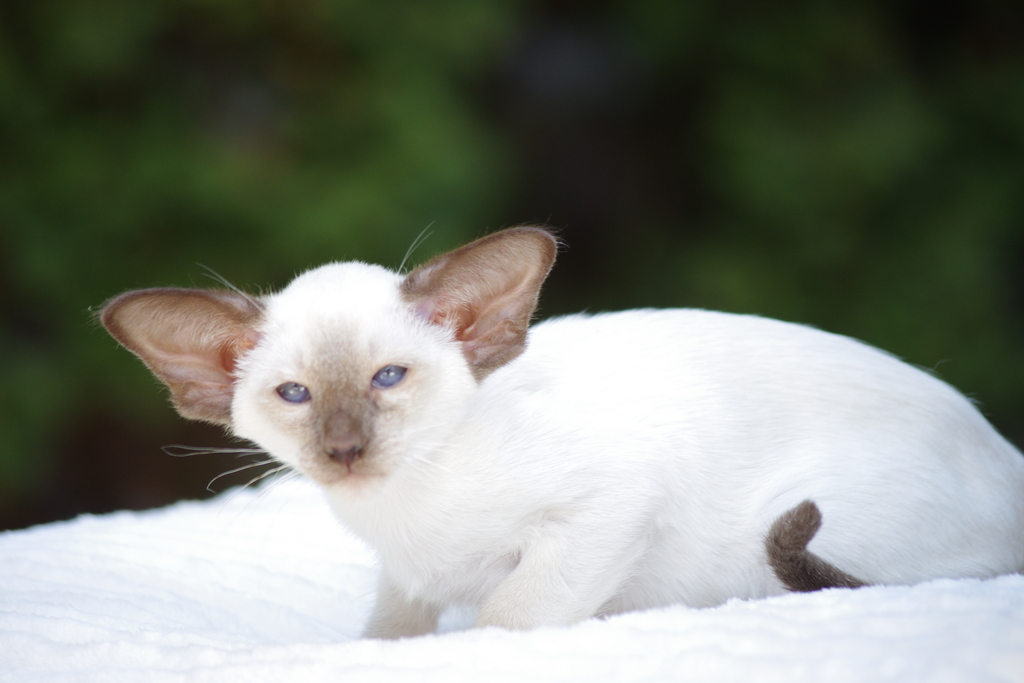 сиамский котенок