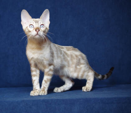 котенок снежный бенгал