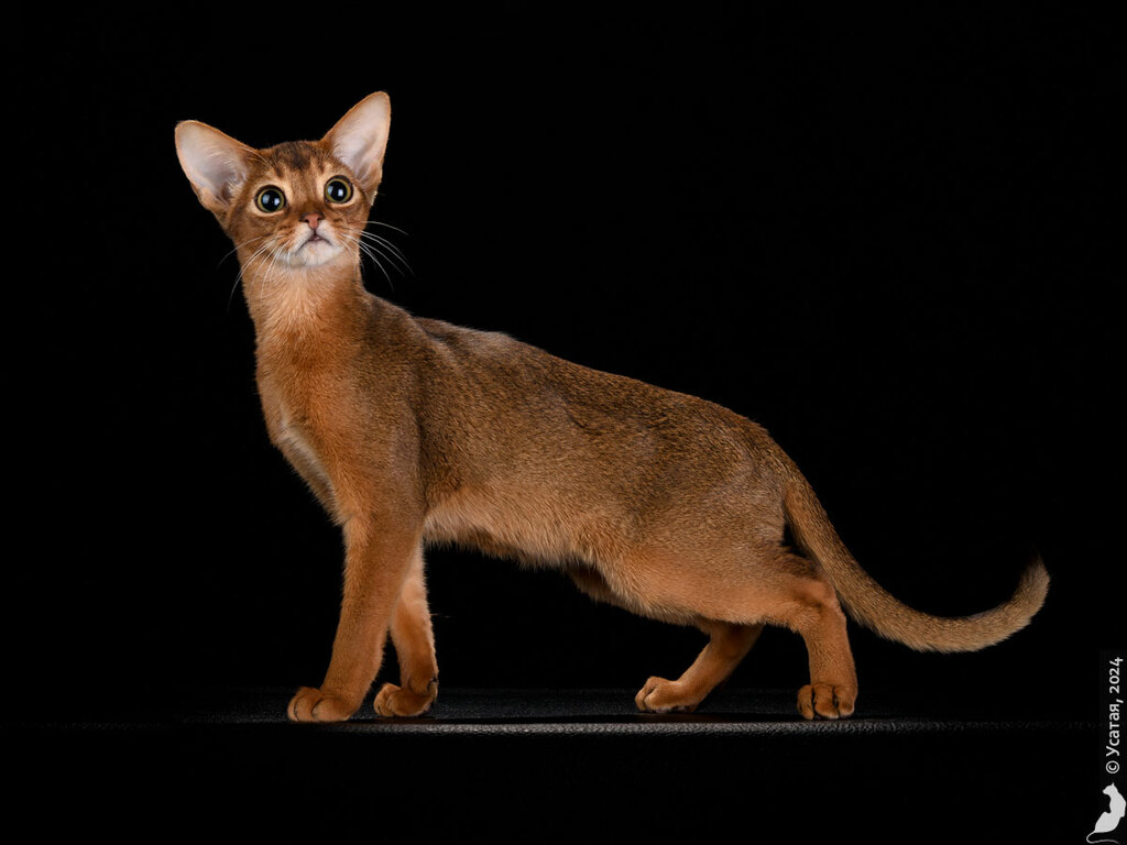 абиссинская кошка Кукла