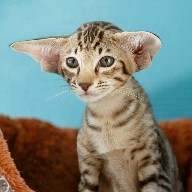 Ориентальный котенок