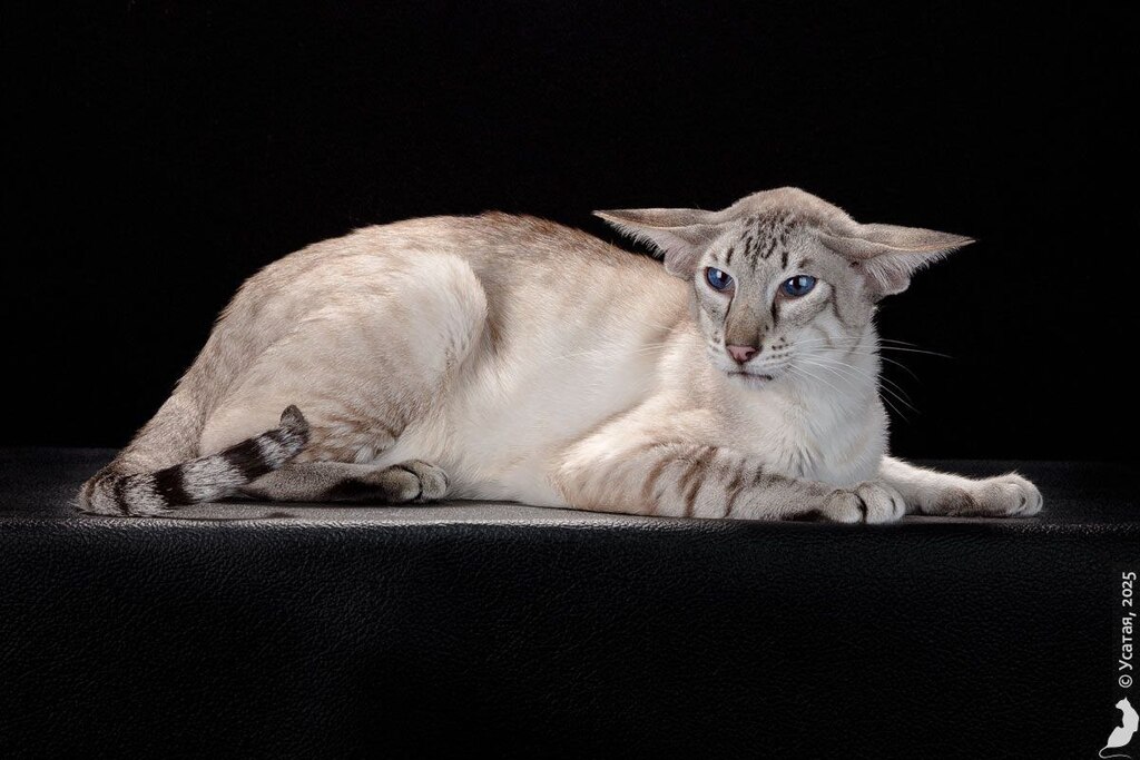Сиамский кот