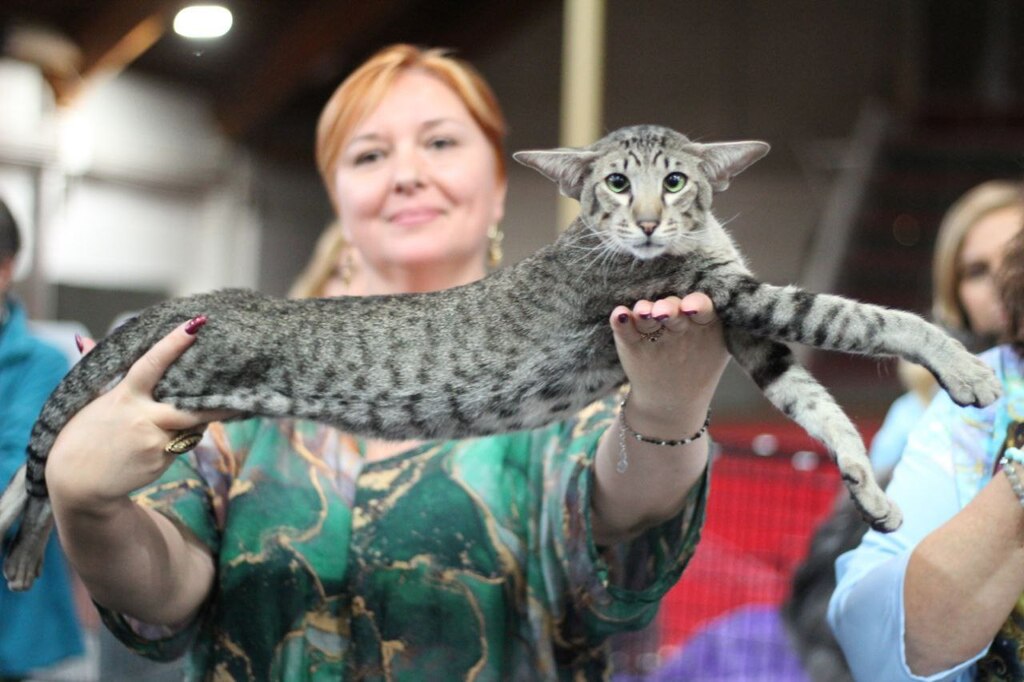 ориентал Лёва