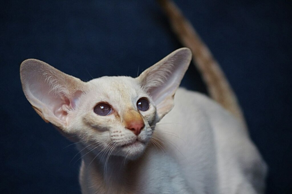 сиамский котенок