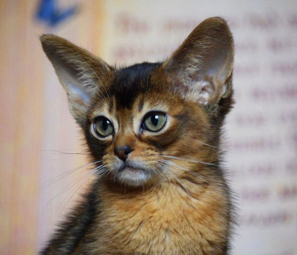 абиссинский котенок Mirrorofsoul