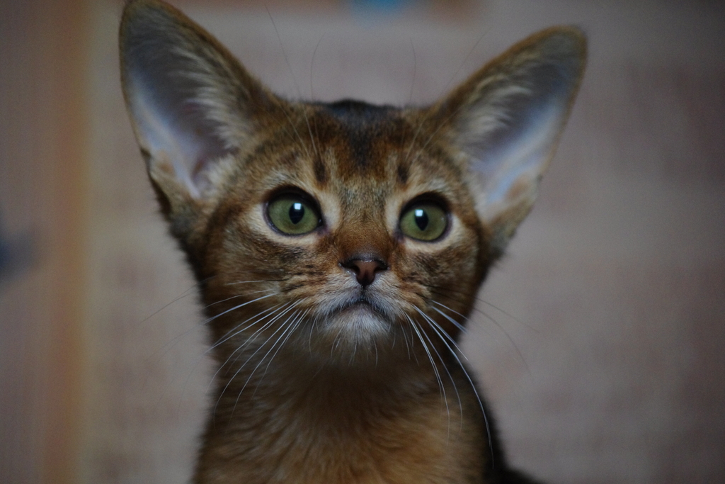 абиссинский котенок Mirrorofsoul