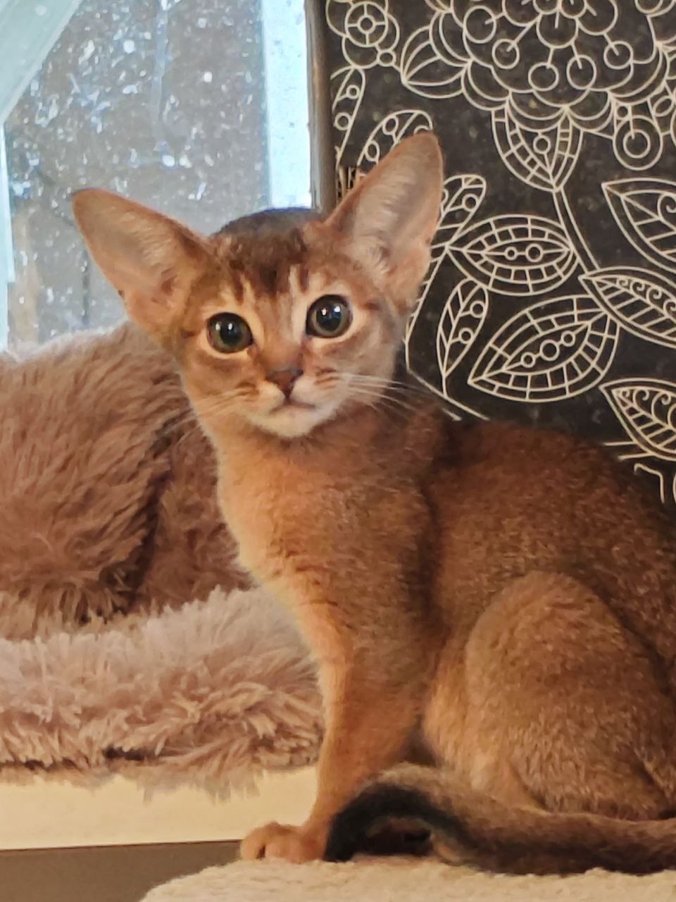 абиссинский котенок Mirrorofsoul