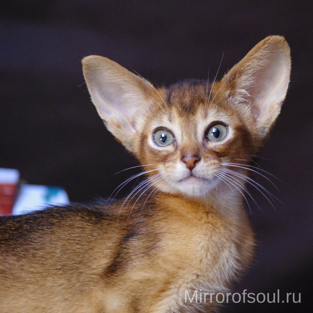 абиссинские котята