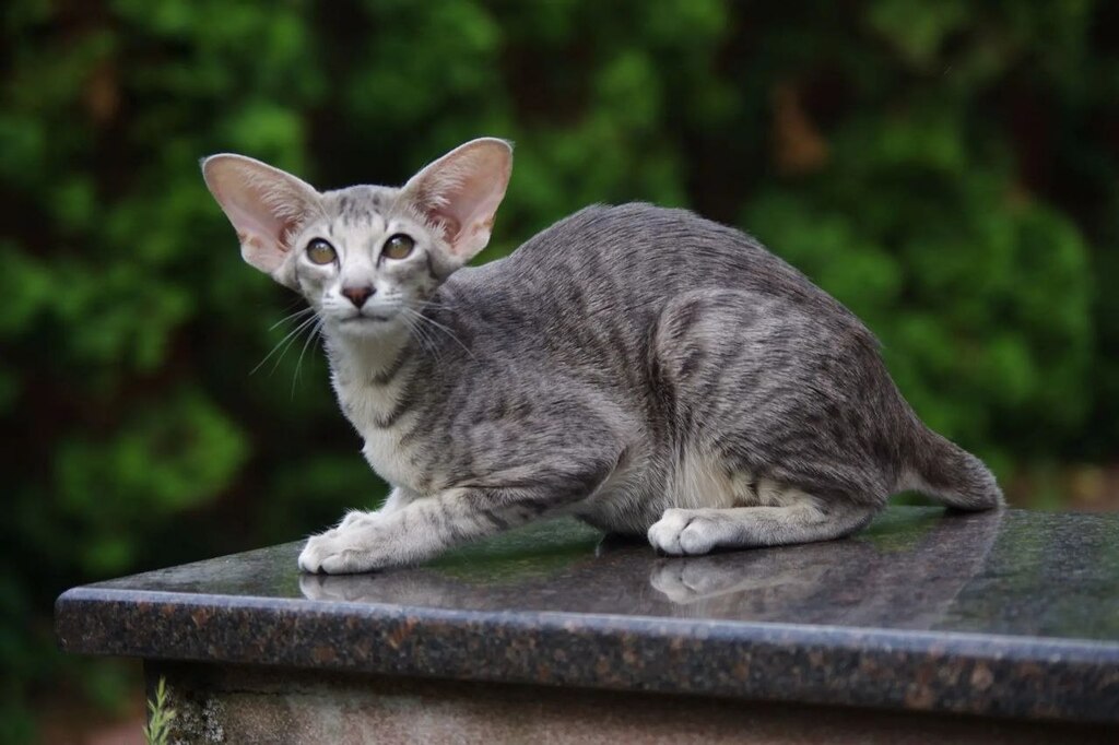 абиссинские котята