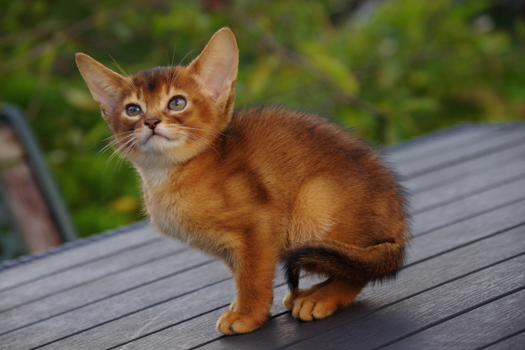 абиссинские котята