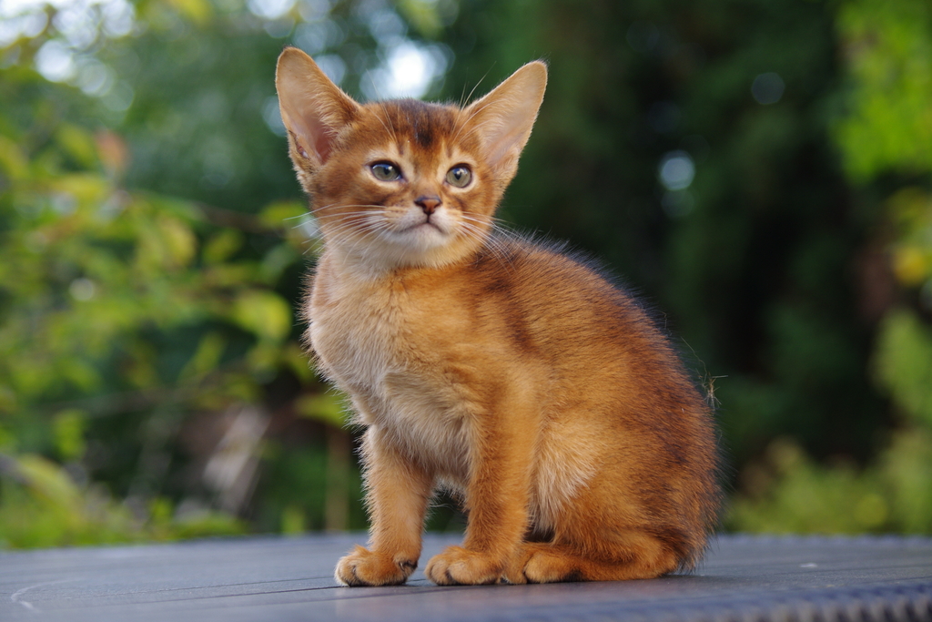 абиссинские котята