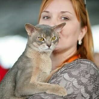 абиссинский кот Маркус