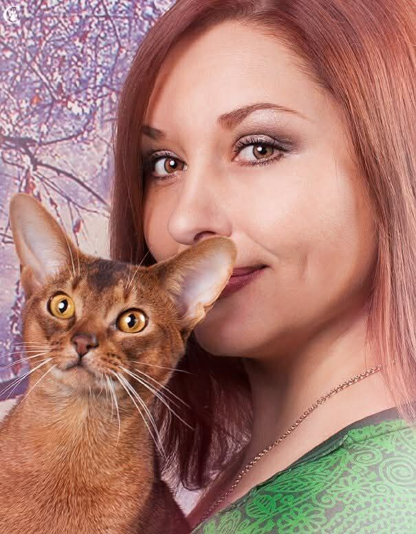 абиссинский кот Лоренцо