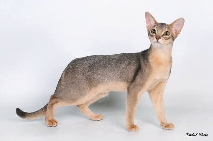 абиссинский кот Маркус