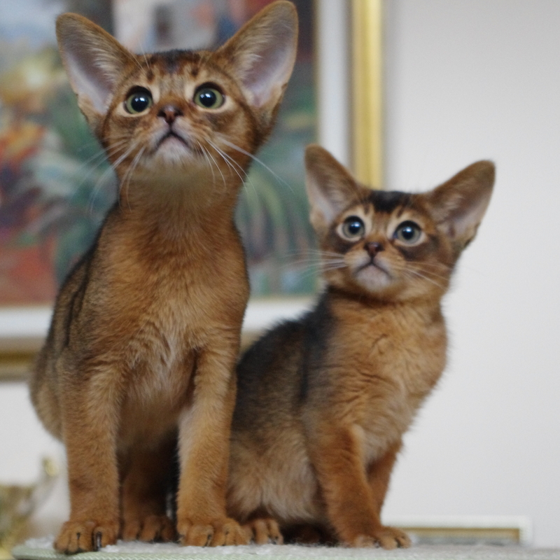 абиссинские котята Mirrorofsoul