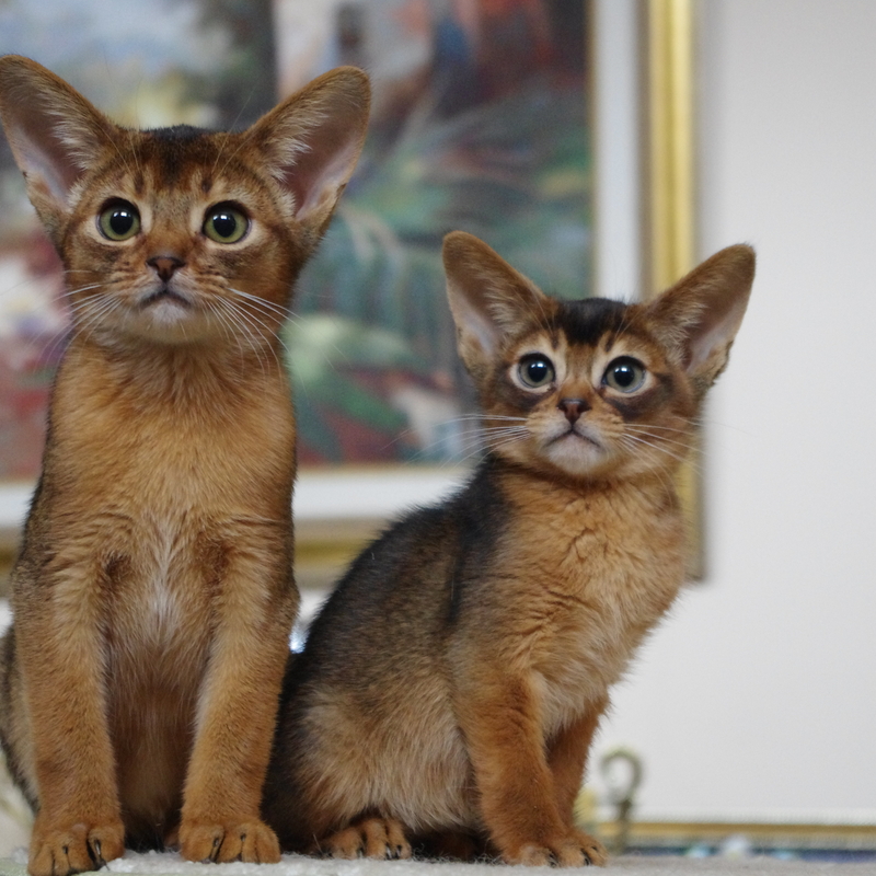абиссинские котята Mirrorofsoul