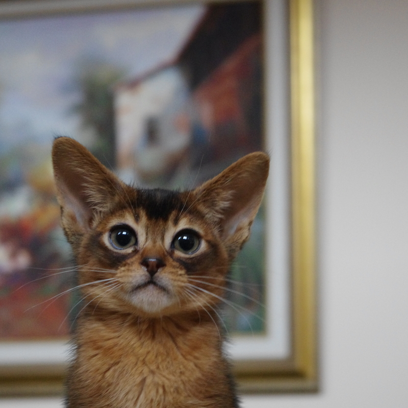 абиссинские котята Mirrorofsoul