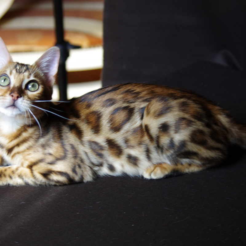 Бенгальская кошка