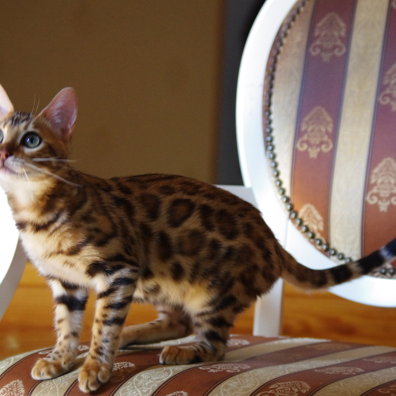Бенгальская кошка
