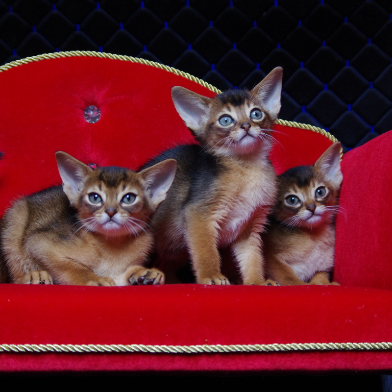Абиссинские котята