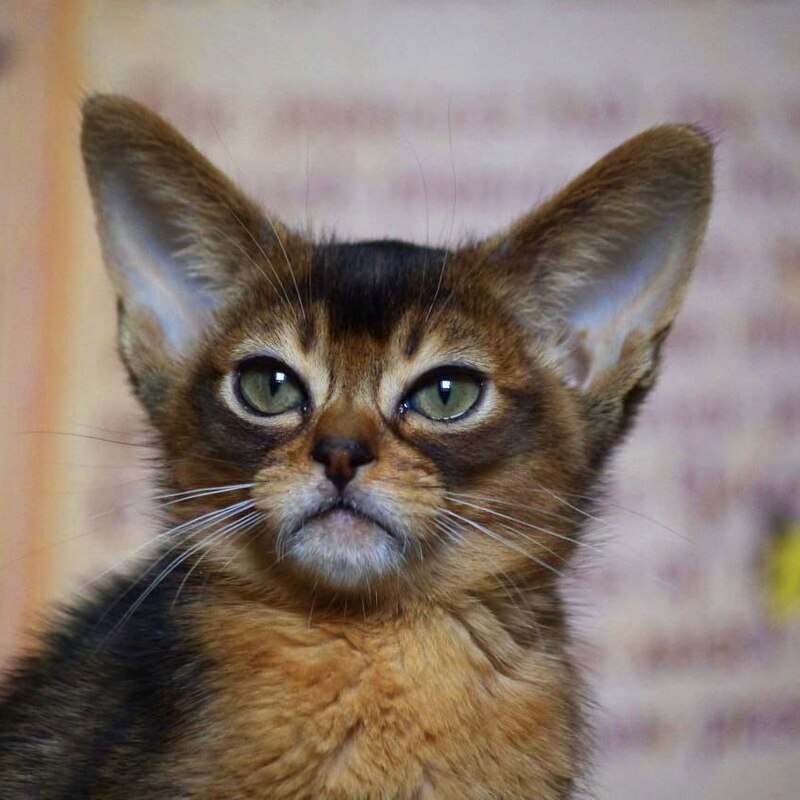 абиссинский котенок Mirrorofsoul