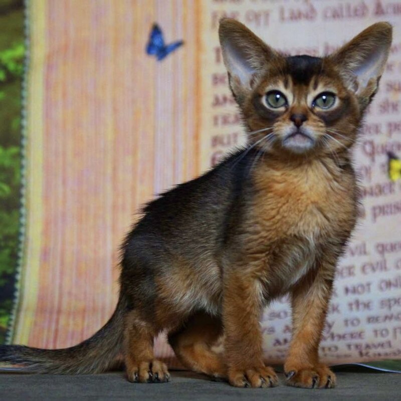 абиссинский котенок Mirrorofsoul