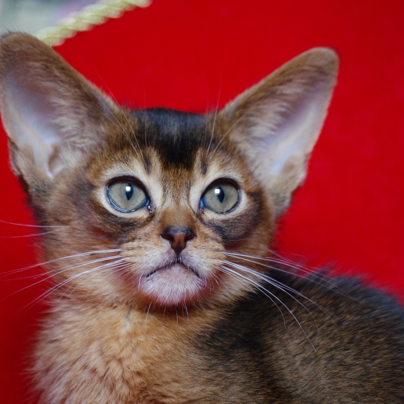 абиссинский котенок Mirrorofsoul