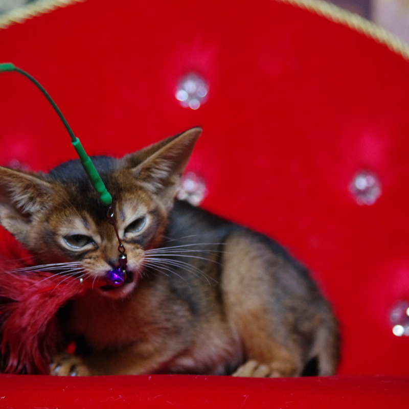 абиссинский котенок Mirrorofsoul