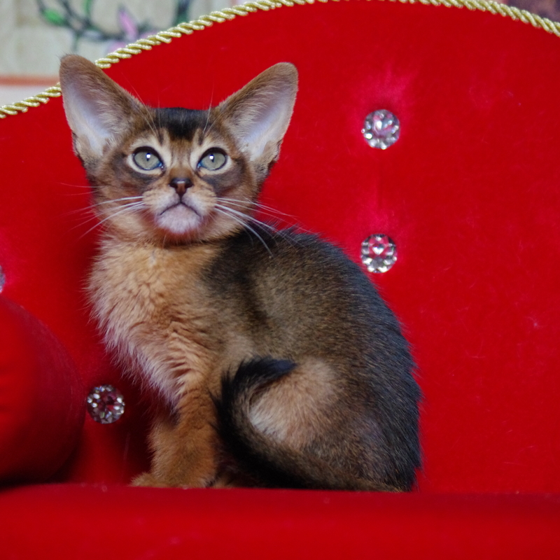 абиссинский котенок Mirrorofsoul