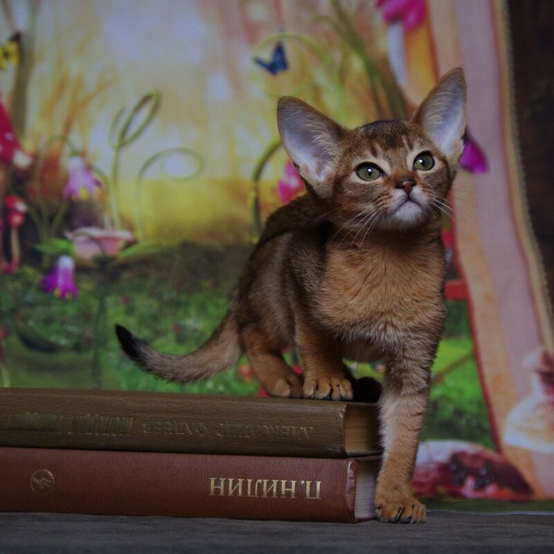 абиссинский котенок Mirrorofsoul