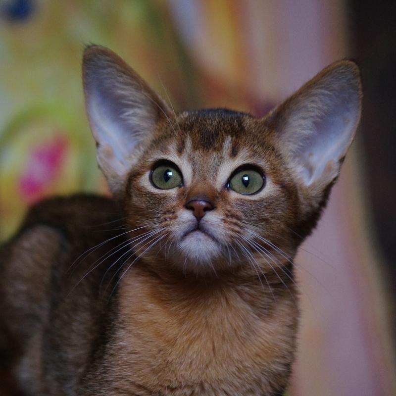 абиссинский котенок Mirrorofsoul