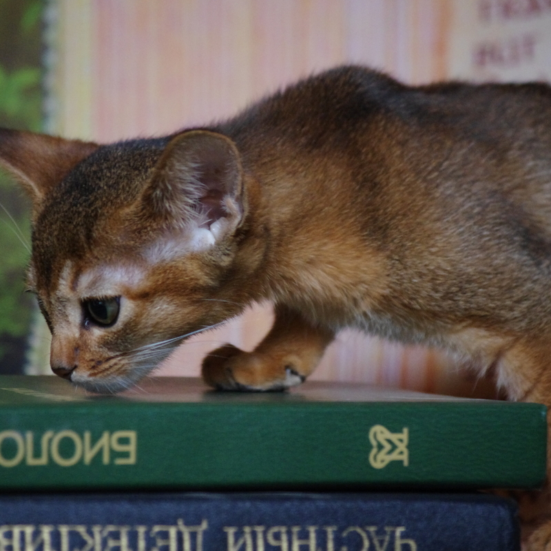 абиссинский котенок Mirrorofsoul