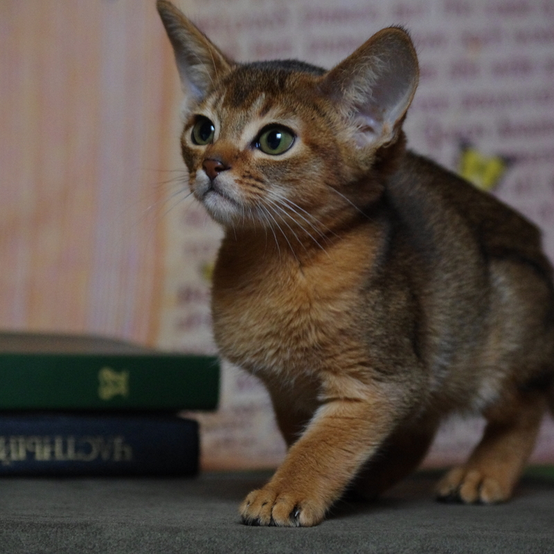 абиссинский котенок Mirrorofsoul