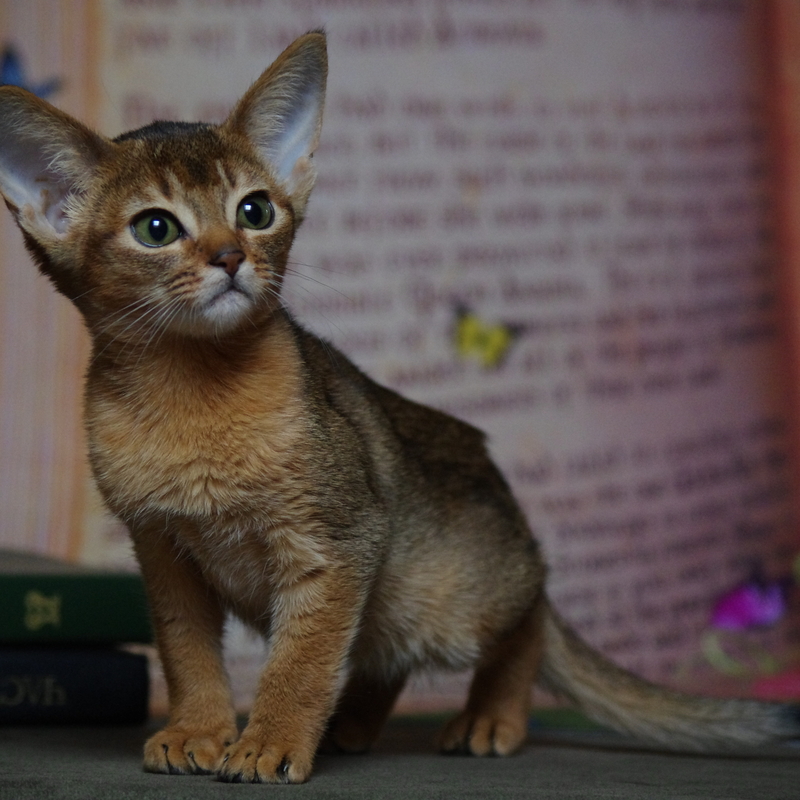 абиссинский котенок Mirrorofsoul