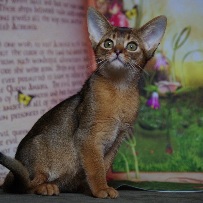 абиссинский котенок Mirrorofsoul