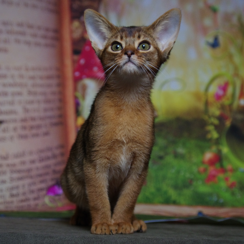 абиссинский котенок Mirrorofsoul