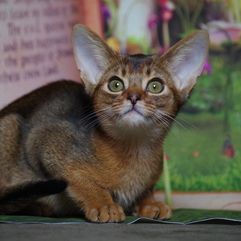 абиссинский котенок Mirrorofsoul