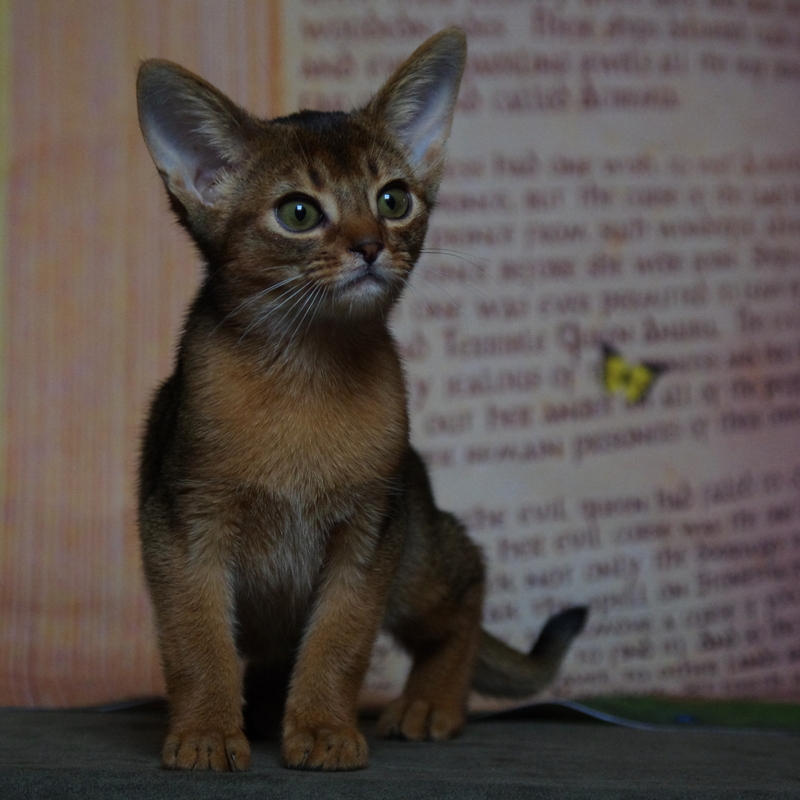 абиссинский котенок Mirrorofsoul