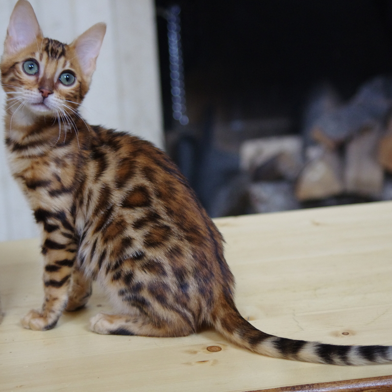 Бенгальская кошка