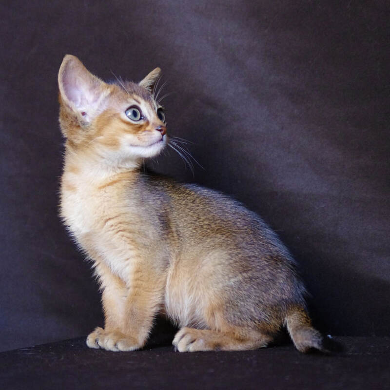 Абиссинские котята