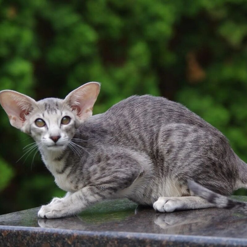 Котята ориентал