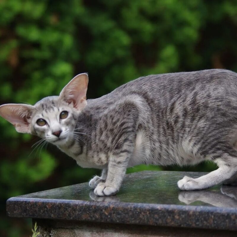 Котята ориентал