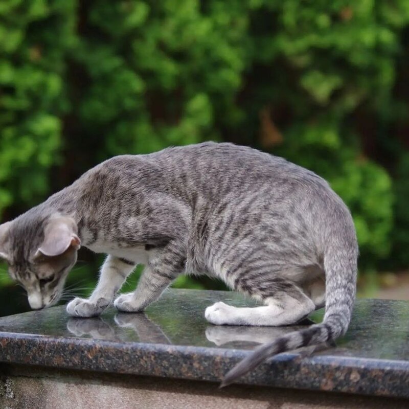 Ориентальный котенок