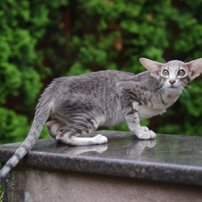 Котята ориентал