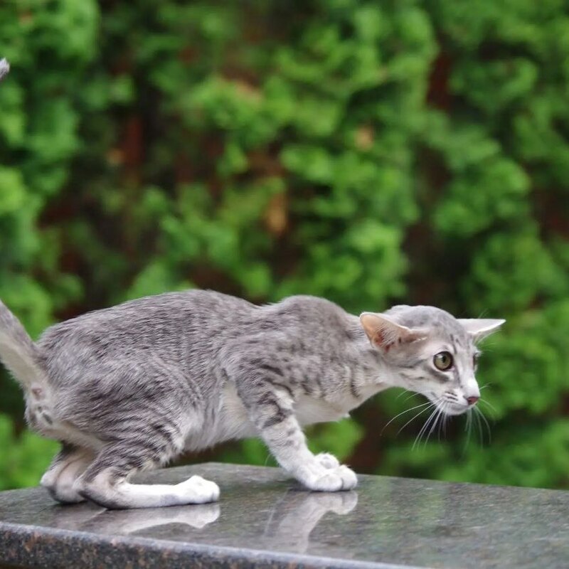 Котята ориентал
