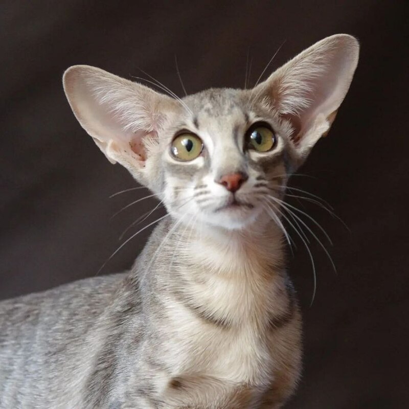 Ориентальный котенок
