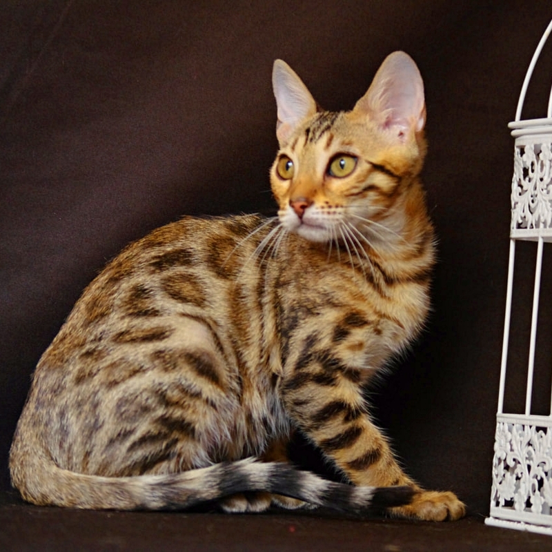 Бенгальская кошка